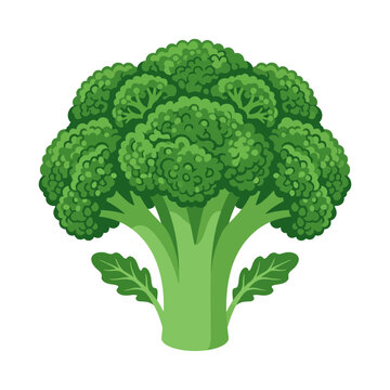 Fresh Broccoli Floret CloseUp.