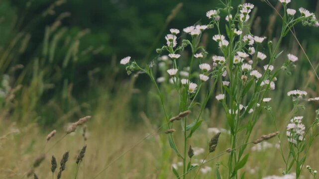 Close-up of Grass with Forest Background