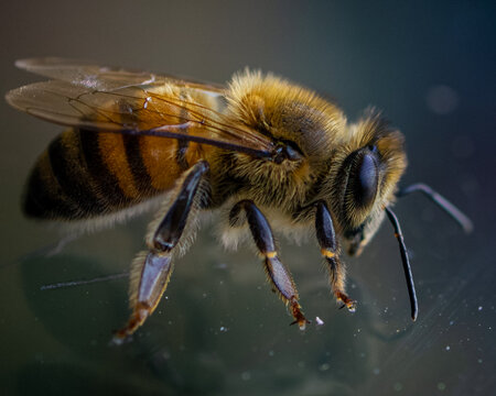 close up of bee 