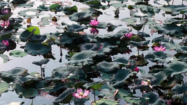 Pink lotus flowers bloom beautifully on green leaves floating on the calm water surface of a natural pond at Tasik Raban