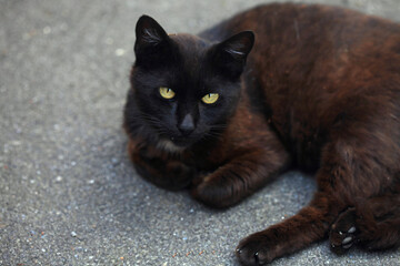 Portrait of cute black cat © olena