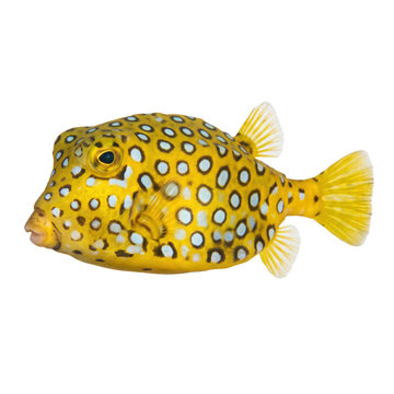 Yellow boxfish with black spots isolated on transparent background