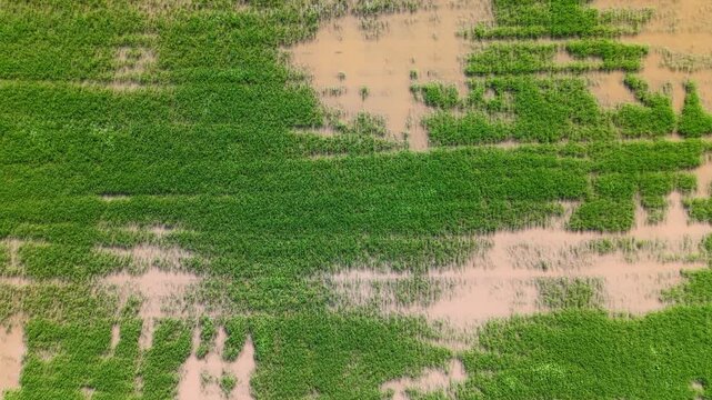 Aerial  of a green rice field showing patchy dry soil areas with bright sunlight illuminating the natural agricultural landscape.
