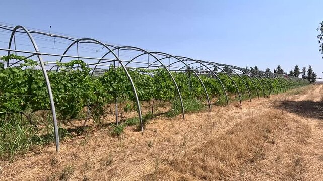 Panning Shot of Vineyard Vines Inside a Polytunnel Greenhouse Over Dry Parched Grass, Provence, France