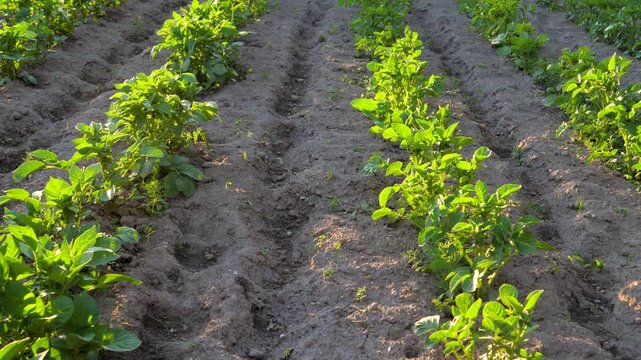 Young green potato plants emerging from fertile soil in neatly cultivated rows on farm growing under sunlight. Healthy organic vegetable cultivation and agribusiness concepts