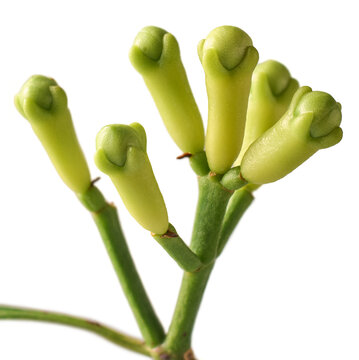 fresh green clove buds on stem isolated white background, unharvested raw commercially important spice plant, close-up side view