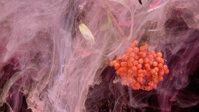 Glossy cluster of small orange-red elderberries suspended and progressively enveloped by translucent pink and rose ink plumes; pale green leaves and thin purple stems