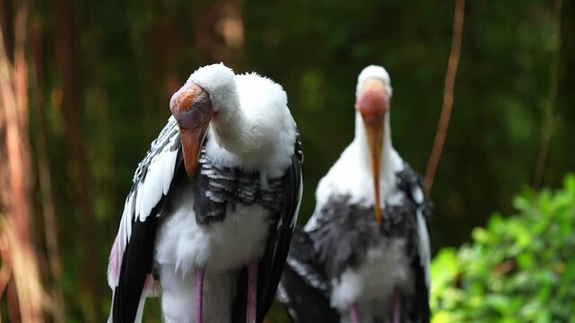 Two large white birds with long beaks perched calmly on branches in a lush green forest setting