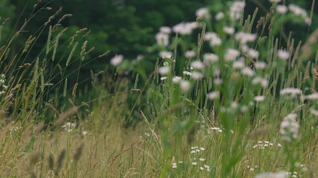 Close-up of Grass with Forest Background
