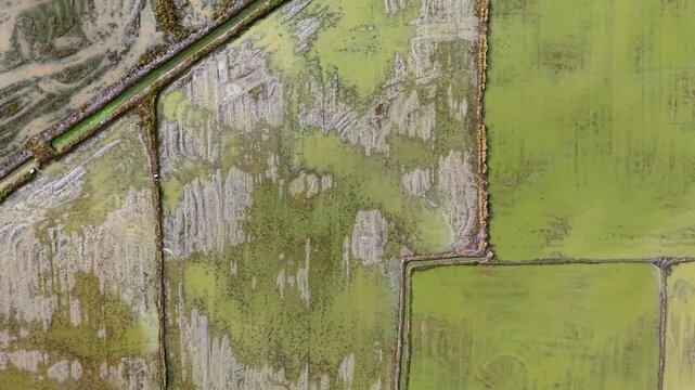 Aerial photograph showing paddy farmlands with distinct green and brown fields separated by dirt road