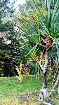 Sea pandan tree, scientifically known as Pandanus utilis (twisted pandan). This tropical plant is characterized by strong, taproots protruding from the base of the trunk to support its body in sandy s