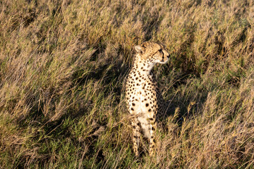 Naklejka premium Alert cheetah sitting in the dry grass of the savanna in Serengeti National Park Tanzania