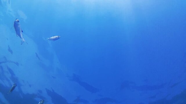 underwater world map. tropical fish