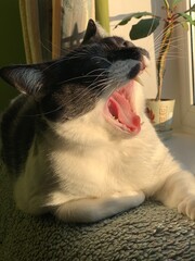 cat in the window © Leo