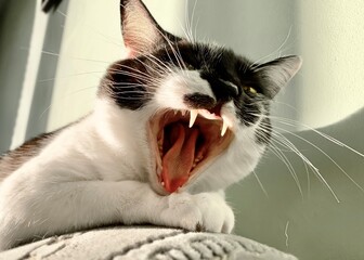 cat meowing © Leo