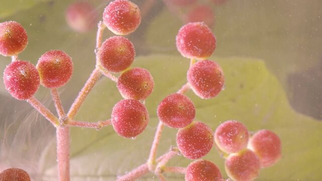 Tightly framed mid-close view of small round red berries on branching pale pink stems coated in countless tiny sparkling bubbles and droplets, set against soft
