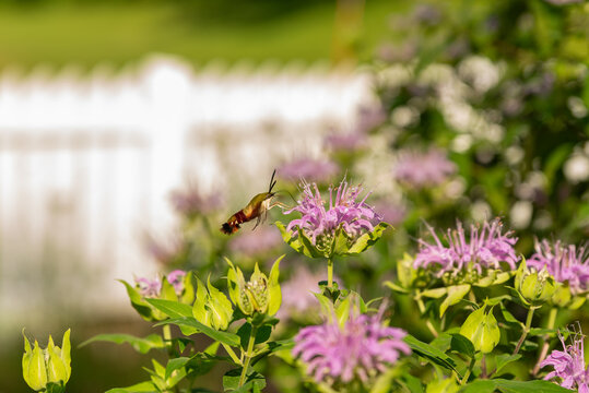 A hummingbird hawk-moth feeding from a purple bee balm flower with a soft blurred background and shallow depth of field.