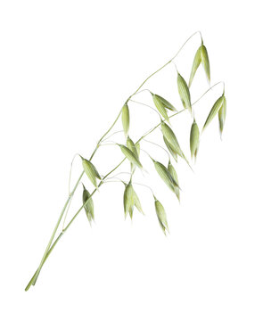 Green oat plant close up isolated on white background