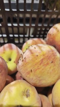 Close view of ripe peaches packed inside dark plastic crate, showing fuzzy skin, red yellow blush, tiny blemishes, soft background blur, warm natural market light