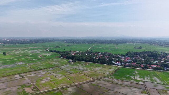 Aerial view reveals vast rice fields stretching into horizon. Fields reflect sky's soft blue
