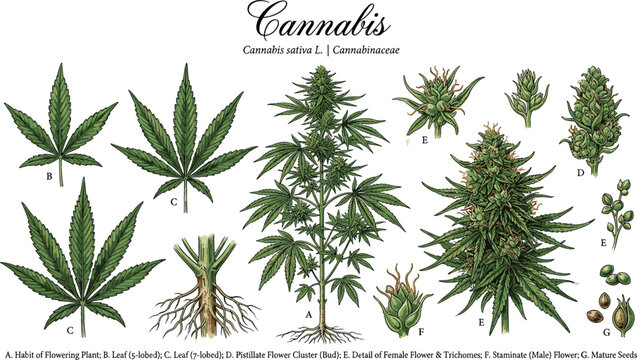 Vintage Botanical Cannabis Sativa Illustration Vector Chart with Leaves Buds Flowers Roots and Seeds for Medical Hemp Products Label Designs