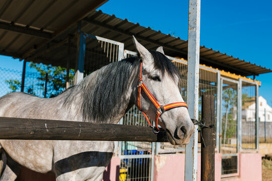 Gray horse standing in stable on sunny day