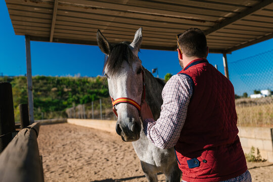 Man petting gray horse at equestrian stable