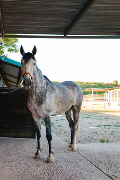 Dapple grey horse standing outdoors near stable