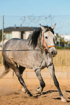 Dappled grey horse galloping in a training arena