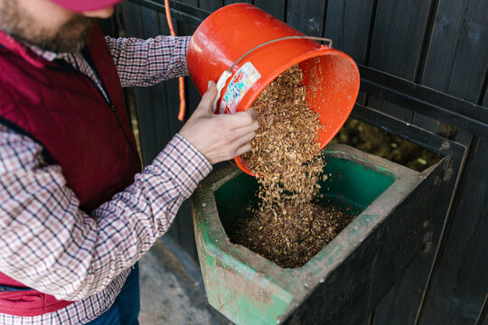 Farmer feeding livestock with grain from bucket