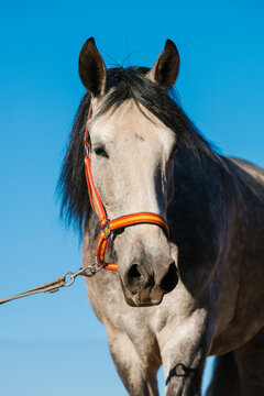 Andalusian horse wearing flag halter on clear day