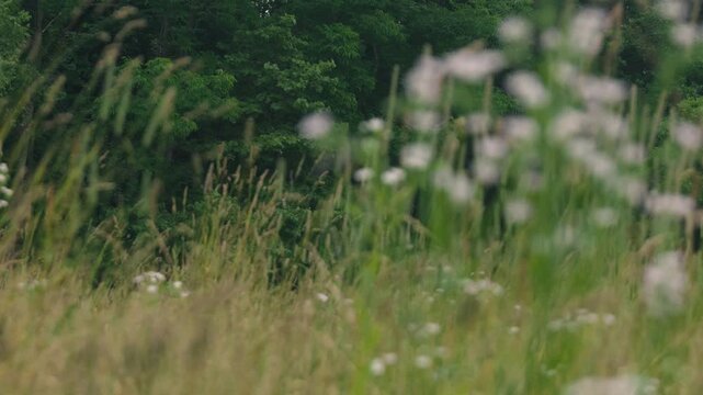 Close-up of Grass with Forest Background