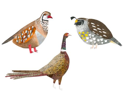 game birds 