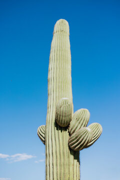 Close Up of Saguaro Cactus Against Blue Sky