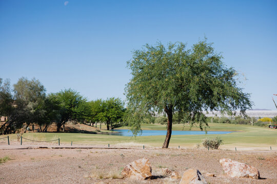 Golf Course With Desert Tree and Pond