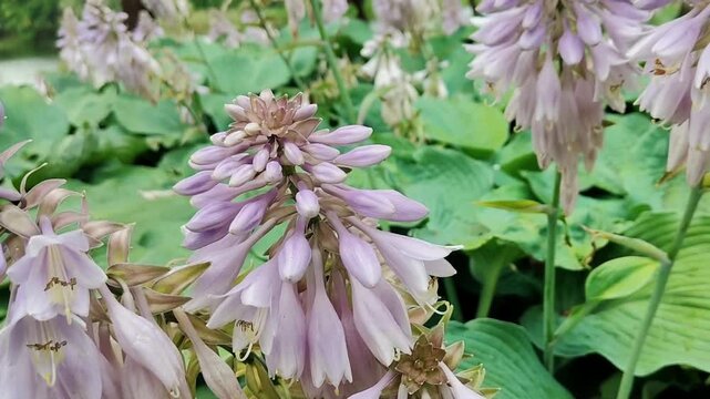 Delicate lavender hosta flowers bloom amidst lush green foliage in a garden