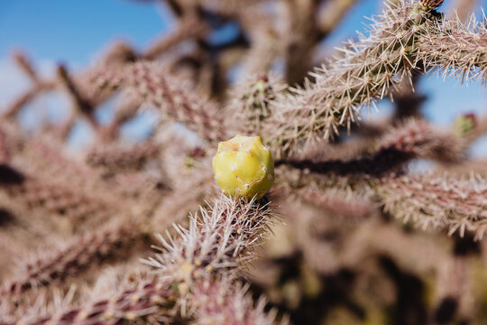 Cholla Cactus Fruit on Spiny Branch
