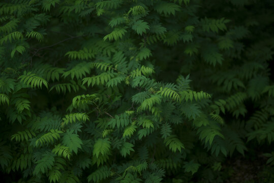 Foliage leaves background