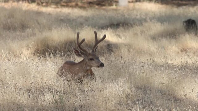 A young mule deer buck (Odocoileus hemionus) in velvet antlers beds down in dry summer grass and grooms itself in Lassen County, California.