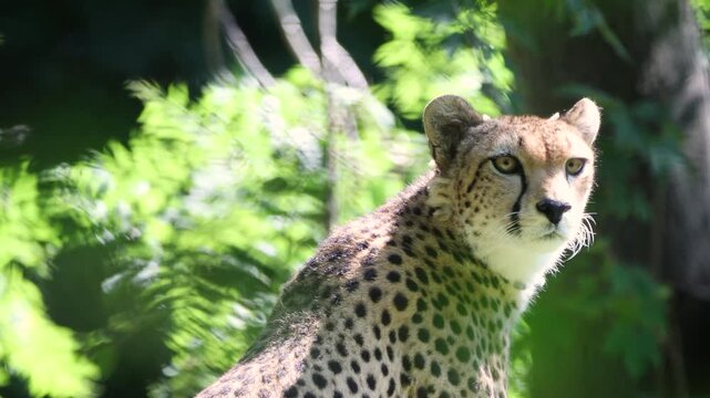 Northeast African cheetah at rest