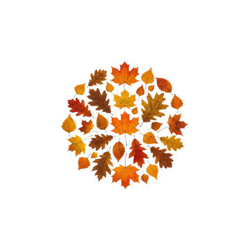 Autumn leaves wreath isolated on transparent background. Fall foliage circle design for seasonal decor and graphic projects.