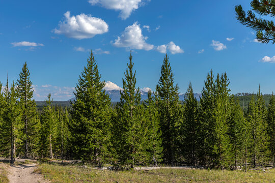 Lodgepole Pine Forest with Distant Mountains, Yellowstone National Park, Wyoming, USA