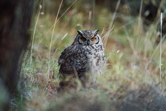 Tucuquere Owl in Forest