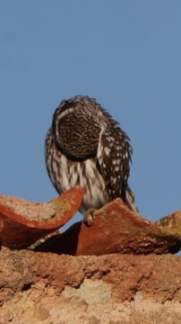 Mochuelo europeo acical&aacute;ndose sobre un tejado en Gallocanta