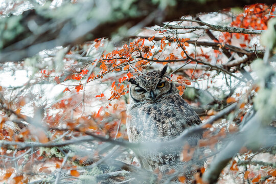 Owl Hidden in Branches