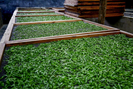 Tea leaves withering on trays
