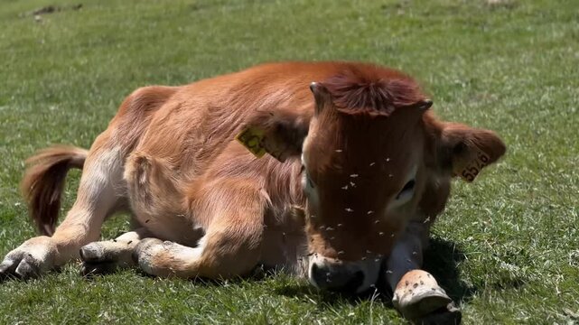 A close-up shot of a young brown calf resting peacefully in a lush green pasture on a sunny day. The calf is lying on the grass, showing its gentle expression and ear tags, set against a blurred natur