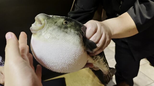 Inflated Pufferfish Being Held In Hands