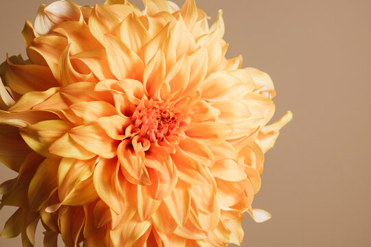 Orange flower 