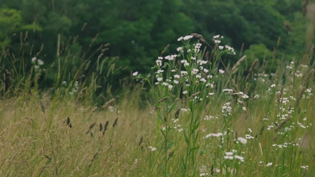 Close-up of Grass with Forest Background